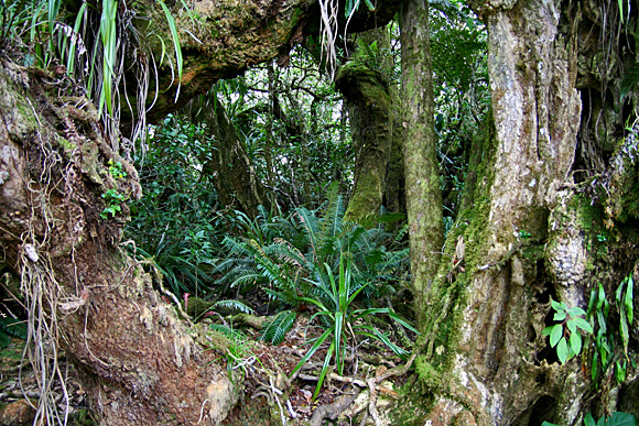 Sentier du Trou de Fer, Forêt de Blouve