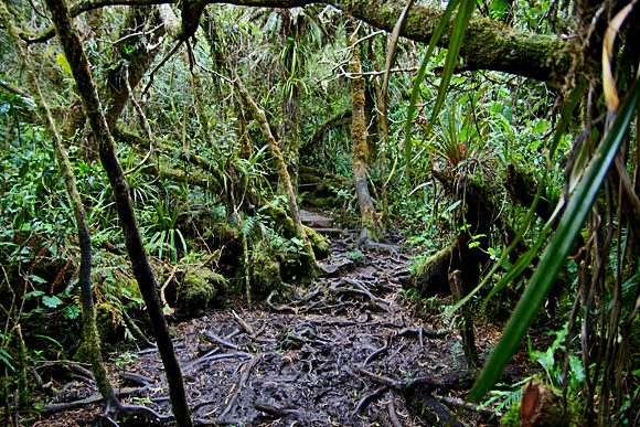Sentier de lEcole Normale, Forêt de Blouve