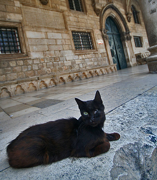 Dubrovnick koka, co um mrkat jen jednm okem