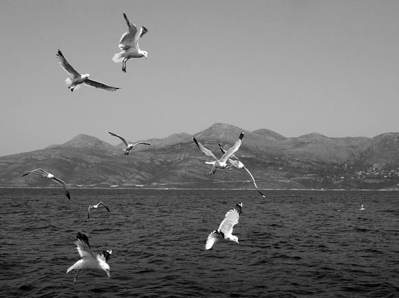 Jadran