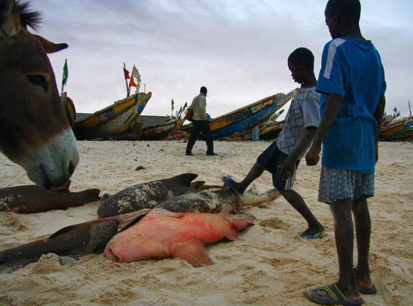 Pristav v hlavnim meste Mauritanie, Nouakchott