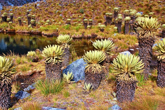 Klejovky, nejbnj flra NP El Cocuy