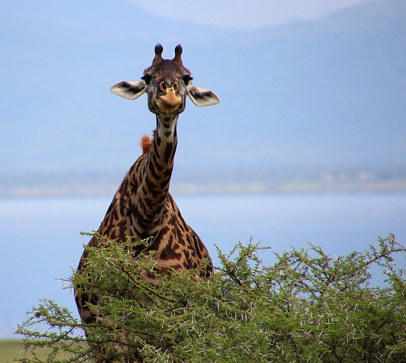 irafa u jezera Manyara