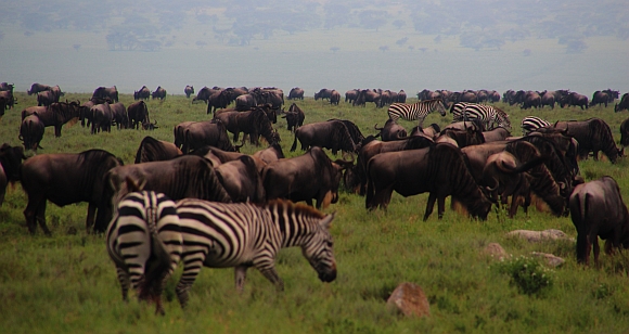 Velk migrace, Serengeti.