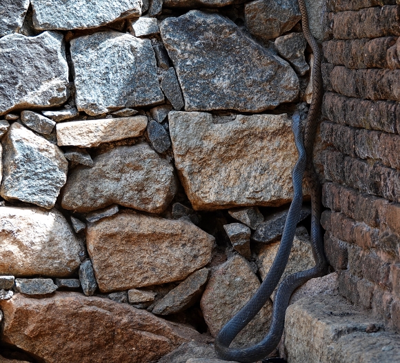 Snake, Mihintale.