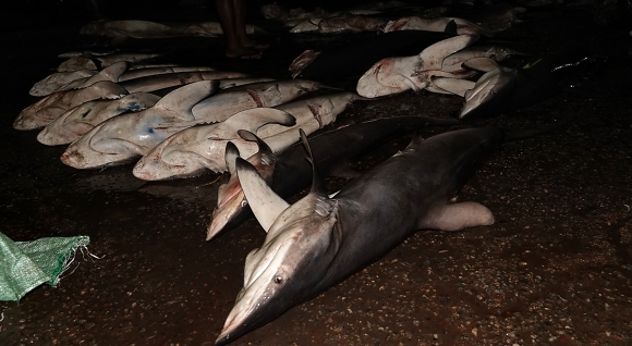 Fish market, Negombo.