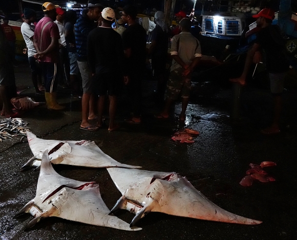 Mantas, fish market, Negombo.