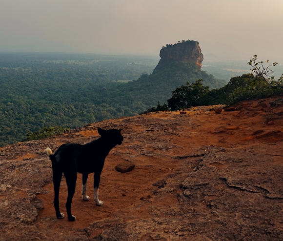 Sigiriya from Pidurangala