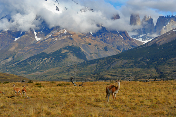 Huanako pod Torres del Paine