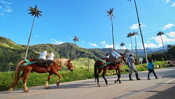 dol Cocora, Kolumbie.
