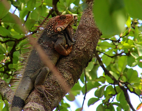 Iguana