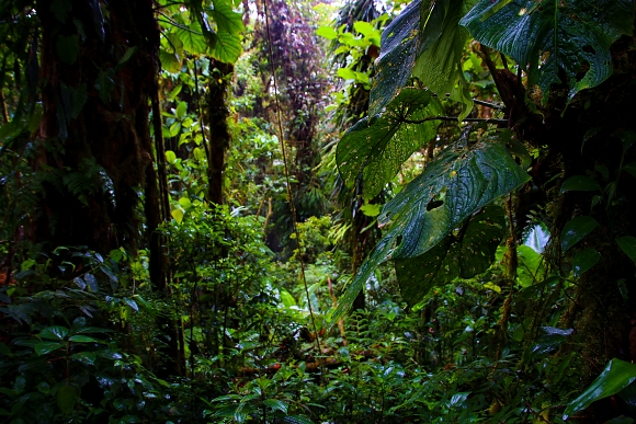 Monteverde Cloud Forest Reserve