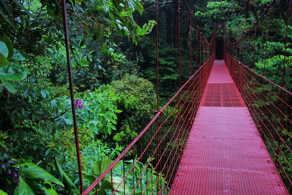 Monteverde Cloud Forest Reserve