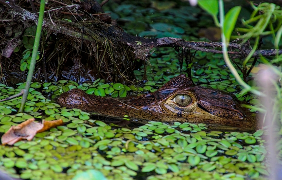 Cayman in Rio Istiam