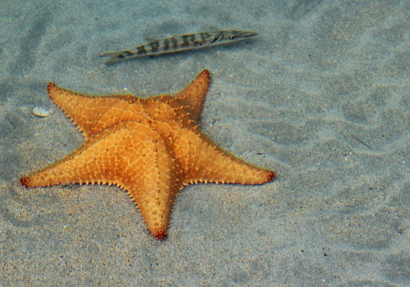 Playa Estrellas