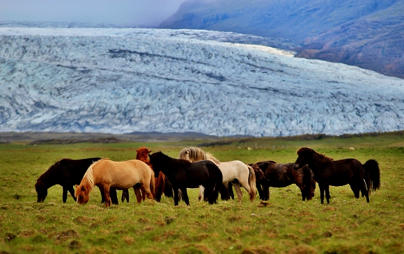 Islandt kon, v pozad jeden ze splaz ledovce Vatnajkull