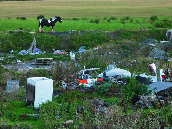 Irish travellers horse