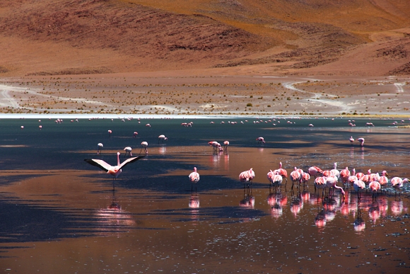 Laguna Canapa, Salar de Uyuni tour