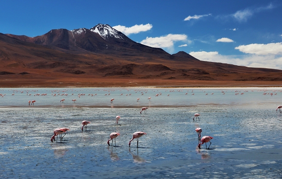 Laguna Ramaditas, flamingos