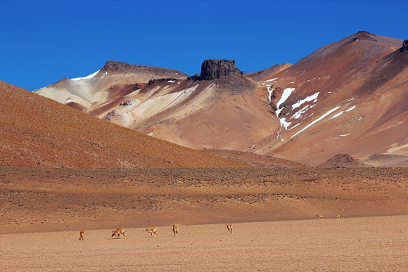 Vikunas, Salar de Uyuni tour