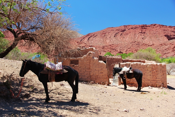 Tupiza, horses