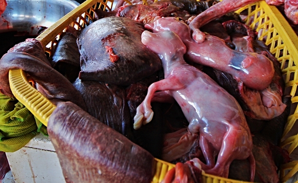 Embrya na trhu v Cuscu