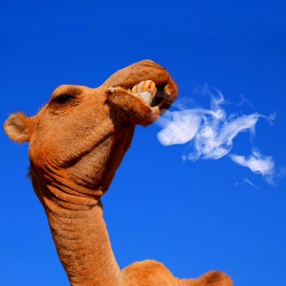 Camel, market in Babile