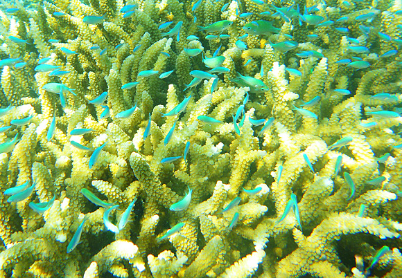 Gili Meno, Indonsie