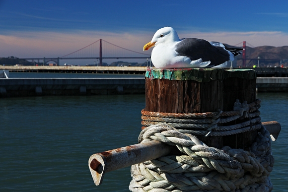 Pstavn mola a v pozad Golden Gate Bridge