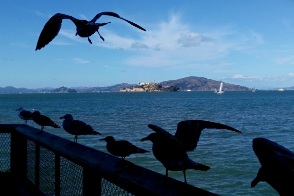 Alcatraz (foceno mobilem)