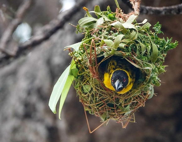 Weaver, Likoma Island, Malawi.