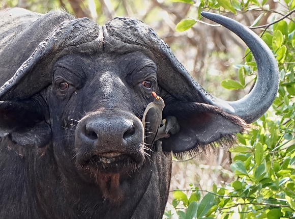 Buvol africk