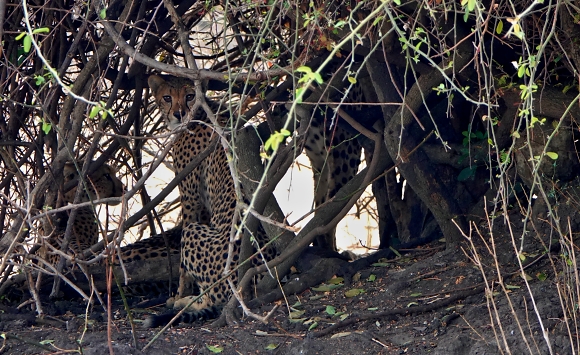Gepardi, Nrodn park Liwonde