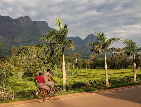 Mt. Mulanje a ajov plante