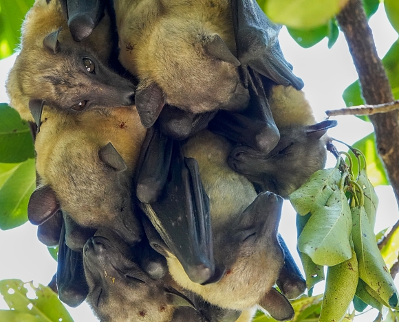 Fruit bats, Maputo, Mozambique