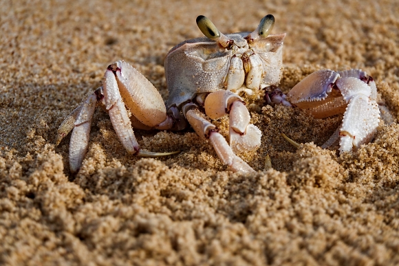 Krab, Tofo.
