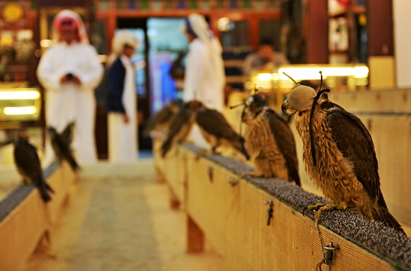 Trit se sokoly, Doha, Katar.