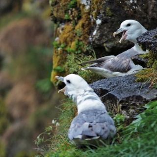 iceland 2012006
