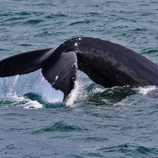 iceland 2012126