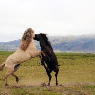 iceland 2012266
