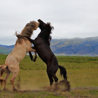 iceland 2012271