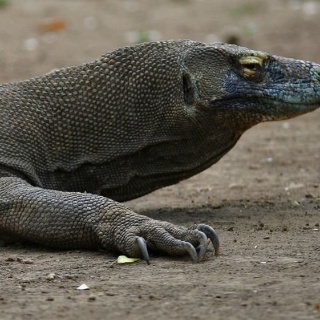 indonesia2010141
