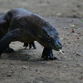 indonesia2010146