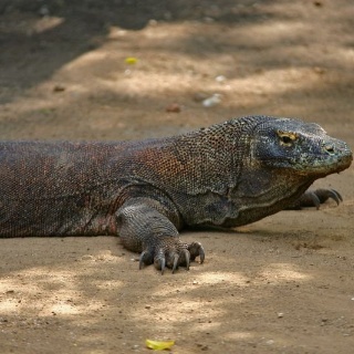 indonesia2010151