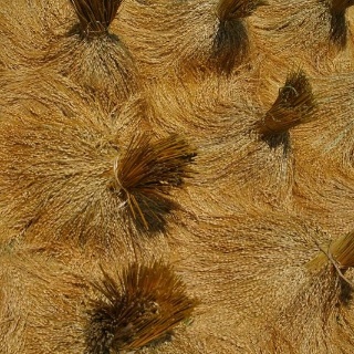 indonesia2010431