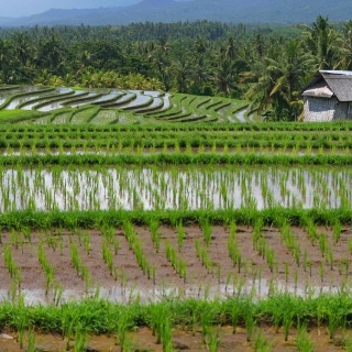 indonesia2010446
