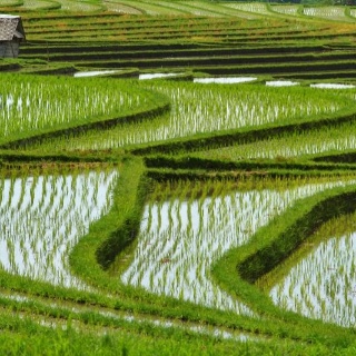 indonesia2010476