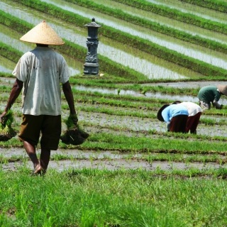 indonesia2010491