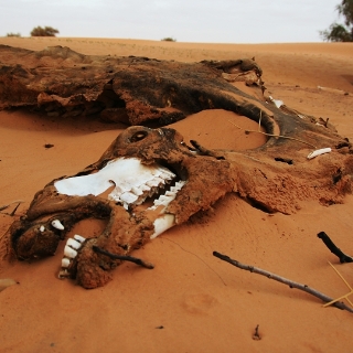 mauritania2009071