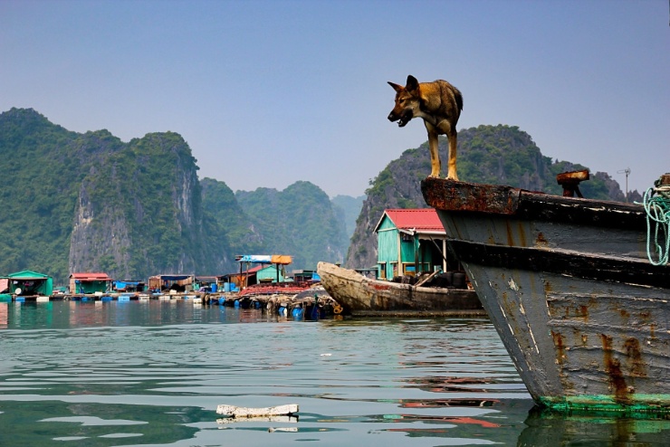 vietnam2012-018 Ochránce fauny z Evropy by jeblo, kdyby viděli psy, jejichž životním prostorem se stala paluba hnijící loďky.